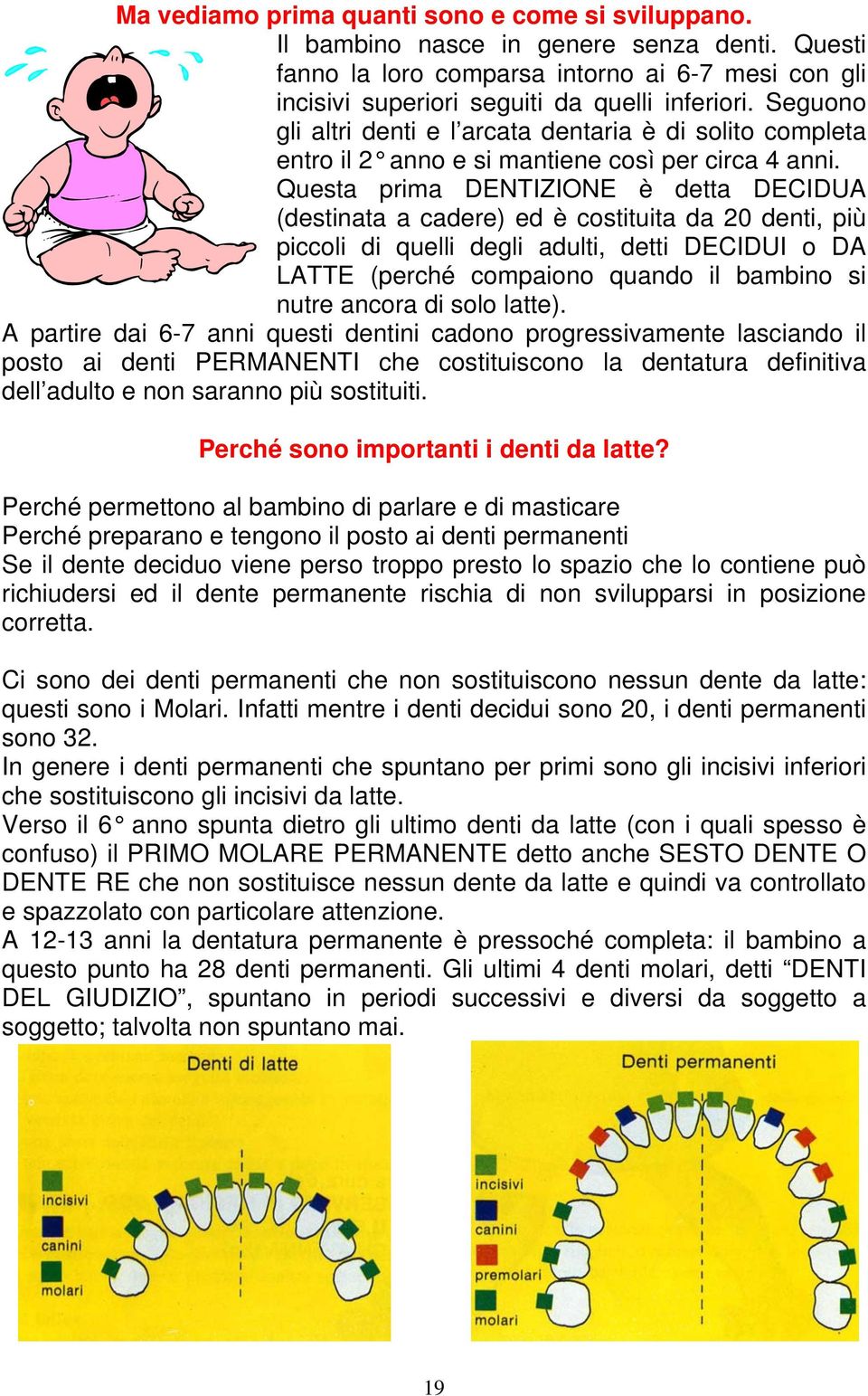 Questa prima DENTIZIONE è detta DECIDUA (destinata a cadere) ed è costituita da 20 denti, più piccoli di quelli degli adulti, detti DECIDUI o DA LATTE (perché compaiono quando il bambino si nutre