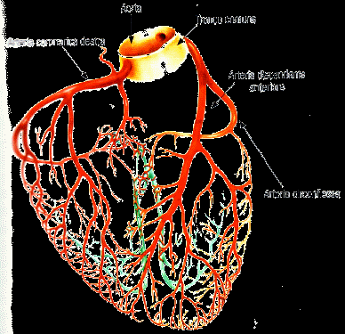 Risposte acute dei vasi coronarici Sono l arteria