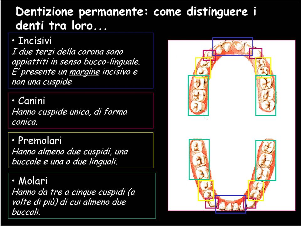 E presente un margine incisivo e non una cuspide Canini Hanno cuspide unica, di forma conica.