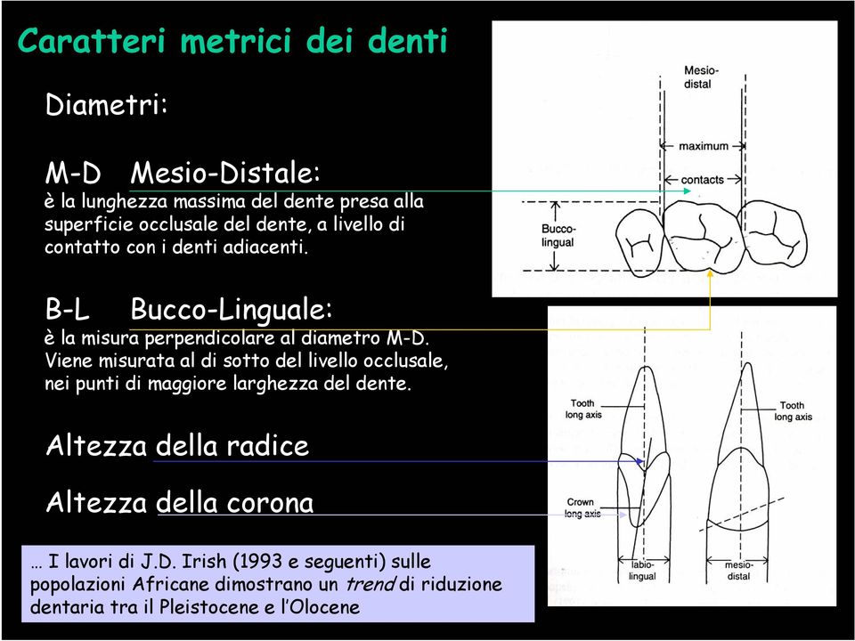 Viene misurata al di sotto del livello occlusale, nei punti di maggiore larghezza del dente.