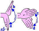 Arto superiore: movimenti del polso a) flessione; b) estensione; c) abduzione; d) adduzione.