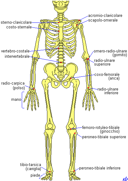 Principali articolazioni Articolazioni del tronco: Capo (occipito-atlantoidea, atlanto-epistrofea); Colonna vertebrale (intervertebrali); Vertebro-costali; Costo-sternali.