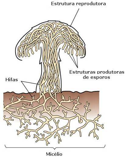 una proteina filamentosa caratteristica dello strato corneo dell epidermide dei Vertebrati (uomo compreso) dove partecipa alla formazione di squame, penne, artigli, unghie, peli (solo nei Mammiferi),