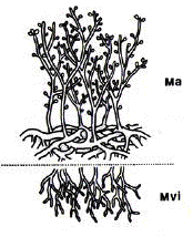2) a differenza della parete cellulare dei vegetali prevalentemente formata da cellulosa, quella dei Miceti - almeno nelle forme che la possiedono - è costituita da vari glucani non cellulosici e