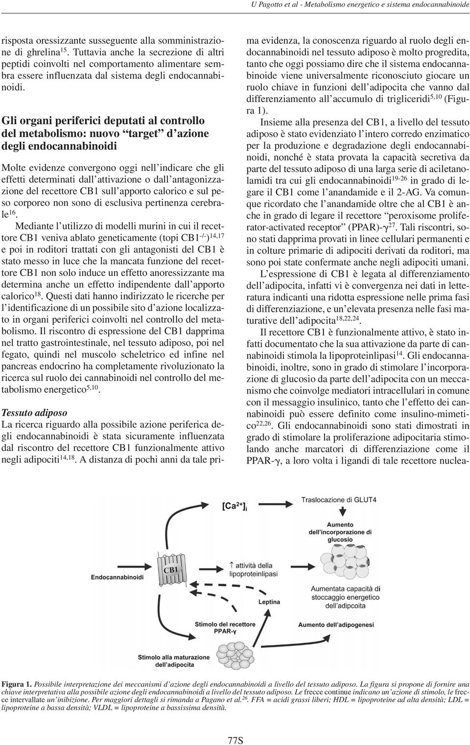 Gli organi periferici deputati al controllo del metabolismo: nuovo target d azione degli endocannabinoidi Molte evidenze convergono oggi nell indicare che gli effetti determinati dall attivazione o