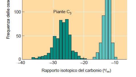 dell 8 per mille rispetto al valore del rapporto nello stanndard, la belemnite fossile Piante c3