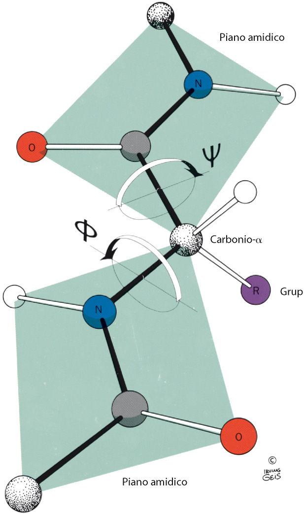 tra gruppi peptidici adiacenti