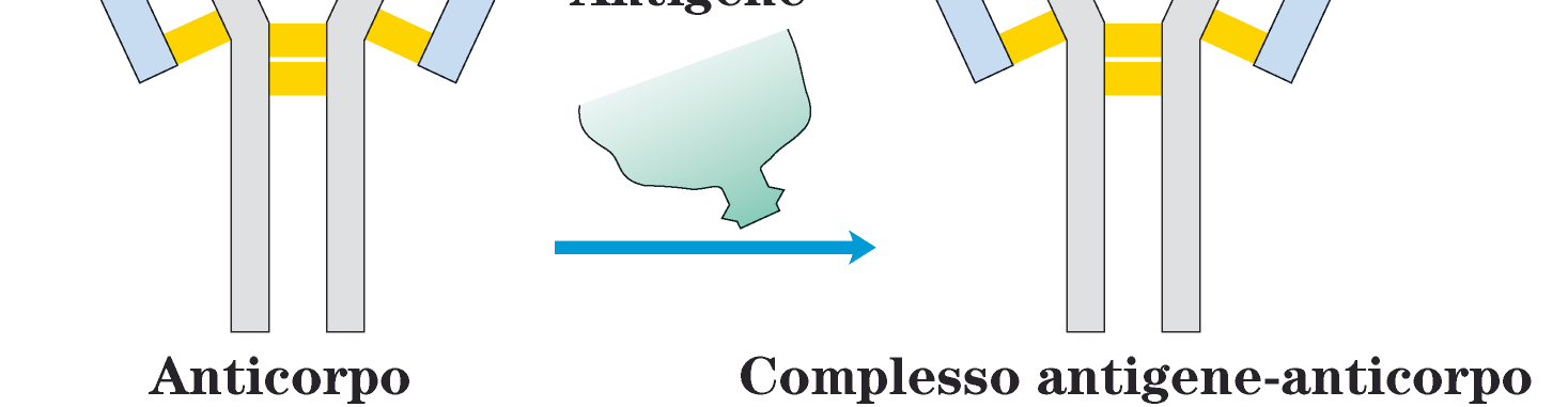 Legame antigene-anticorpo L associazione tra antigene-anticorpo coinvolge interazioni di van der Waals, idrofobiche, ioniche