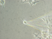 cellulari continue HEK293 (human embryonic kidney cells) SH-SY5Y (cellule di neuroblastoma umano) C2C12 (cellule satelliti