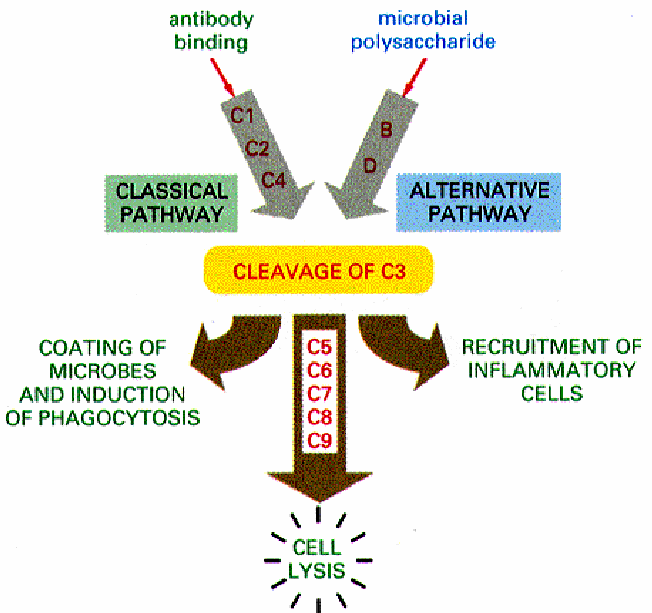 IgD Localizzazione: Cellule B 1% delle immunoglobuline totali Funzione:?