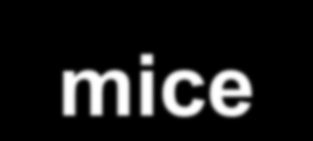 Body weight (g) Body weight (g) Growth curves of wild-type and enos -/- mice a 45 40 35 30 25 20 15 10 5 0 Males 45 40 35 30 25 20 15 10 0 4 8 12 16 20 24 28