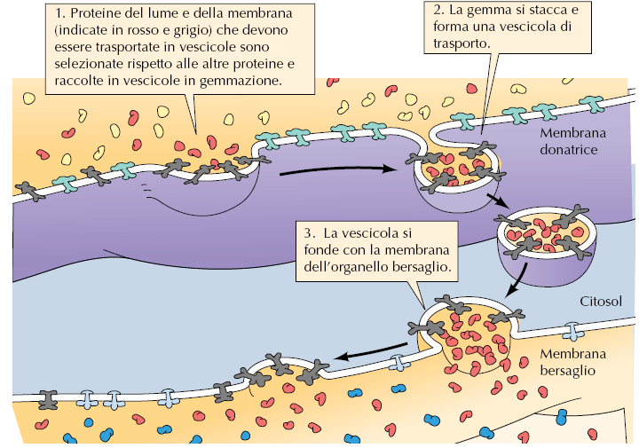 Le proteine che devono essere immagazzinate in un tipo di vescicola