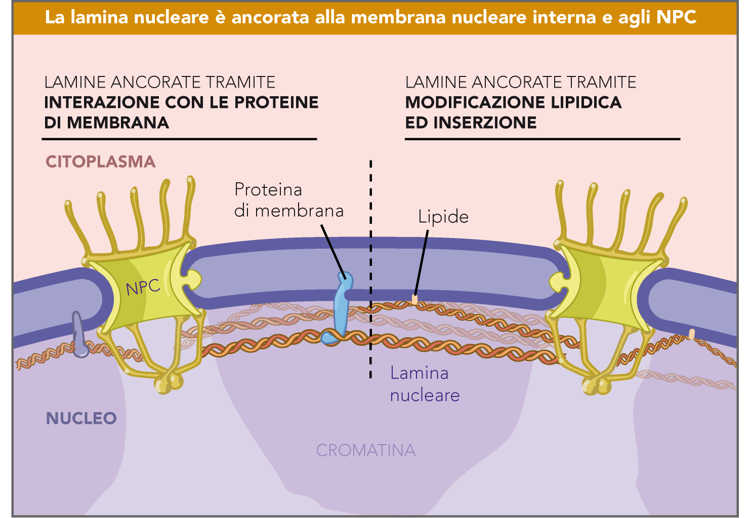 la lamina nucleare è una struttura fibrillare (lamina), con