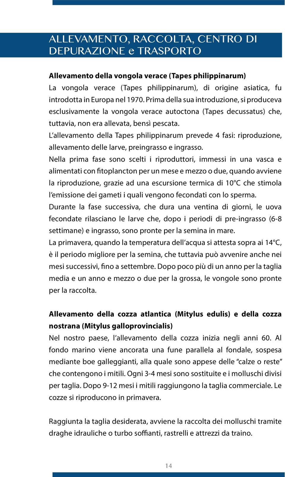 L allevamento della Tapes philippinarum prevede 4 fasi: riproduzione, allevamento delle larve, preingrasso e ingrasso.