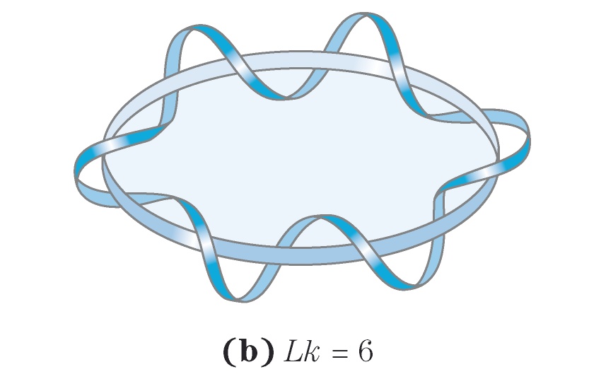 Superavvolgimento del DNA Se si considera una delle catene circolari come la delimitazione di una superficie immaginaria, il numero di legame èdefinito come il numero di volte che la seconda catena