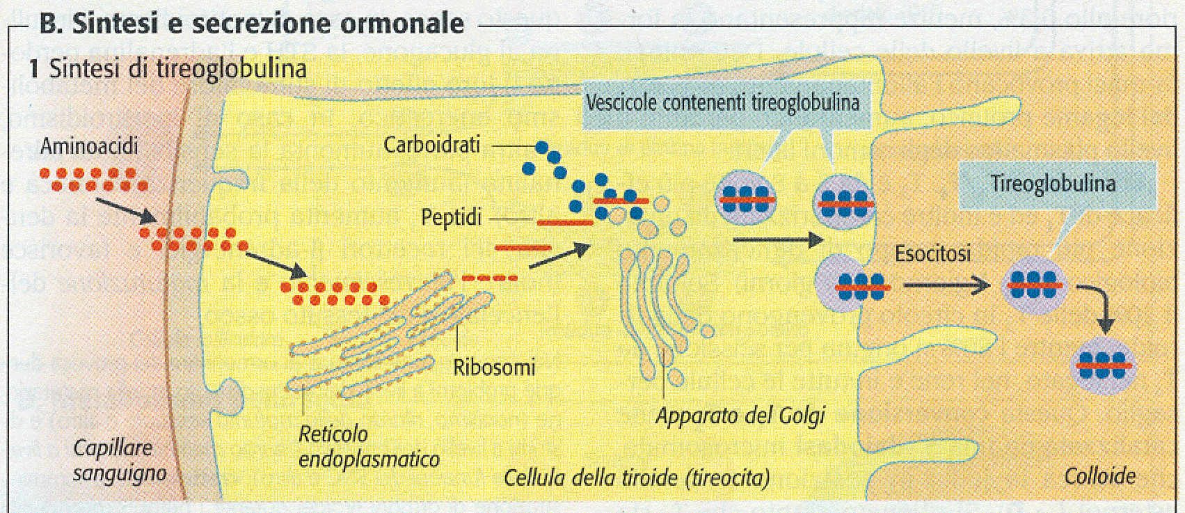 SINTESI DEGLI ORMONI TIRODEI LA TIREOGLOBULINA E UNA GLICOPROTEINA CHE VIENE SINTETIZZATA