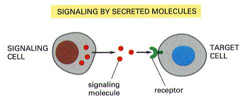 Segnale chimico Le cellule comunicano tra loro per mezzo di messaggi chimici ed