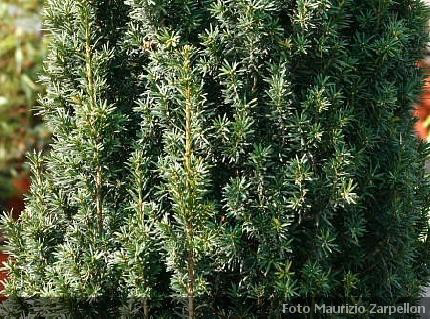 foglia caduca tasso Corbezzolo (o albatro) albero o arbusto H< 10-20 m. sempreverde cespuglio o piccolo albero.