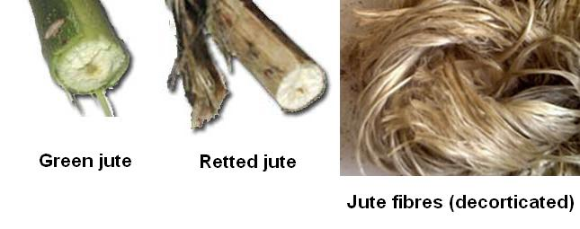 ESTRAZIONE (RETTING) L'estrazione permette la rimozione della pectina dalle fibre (in particolare quelle estratte dallo stelo, cioè decorticate) Estrazione naturale (in campi allagati, ad opera