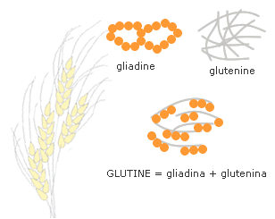 Glutine È un complesso proteico viscoelastico costituito da un insieme eterogeneo di gliadine e glutenine, associate da legami covalenti (disolfuro) e legami non covalenti (idrogeno, ionici), nonché
