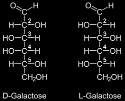 Proiezione di Fischer Questo sistema è stato esteso a tutti i monosaccaridi nel modo seguente: - Se il carbonio stereogeno più