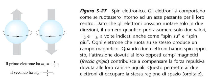 Ulteriori evidenze sperimentali indussero a ritenere che l elettrone, durante il suo moto intorno al nucleo, ruotasse su se stesso, in senso orario o antiorario,