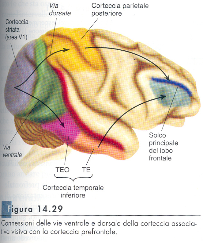 LOCALIZZAZIONE: corteccia associativa sensoriale STIMOLI VISIVI: corteccia temporale: riconoscimento