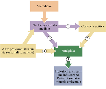 L amigdala e la risposta emotiva condizionata SC SI La convergenza delle informazioni di SC e SI avviene qui L amigdala riceve proiezioni da diverse vie
