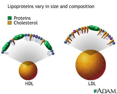 Il colesterolo ed i trigliceridi vengono poi incorporati in strutture chiamate lipoproteine per essere distribuiti alle cellule adipose attraverso il circolo sanguigno.