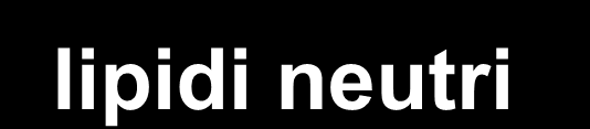 glicerolo glicerolo sfingosina sfingosina lipidi neutri lipidi polari gliceridi steroli fosfolipidi glicolipidi monogliceridi digliceridi trigliceridi