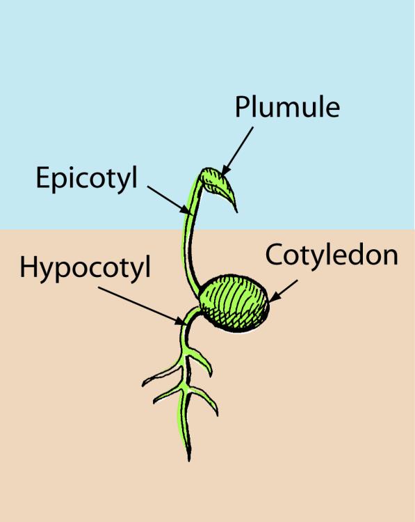 Cotiledoni Epicotile Plumula Mesocotile Ipocotile