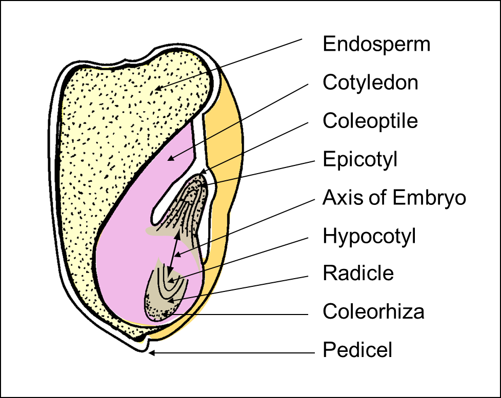 Seme di Mais Graminacea - Monocotiledone Endosperma Cotiledone