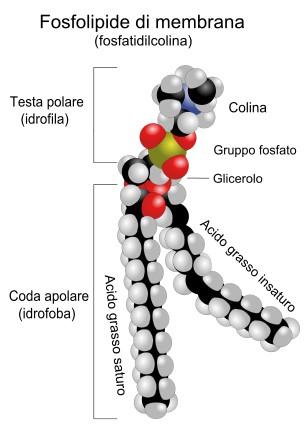 Classificazione dei lipidi Saponificabili Fosfogliceridi (o glicerofosfolipidi) I fosfolipidi sono i costituenti fondamentali delle membrane biologiche. Ne esistono diversi tipi.