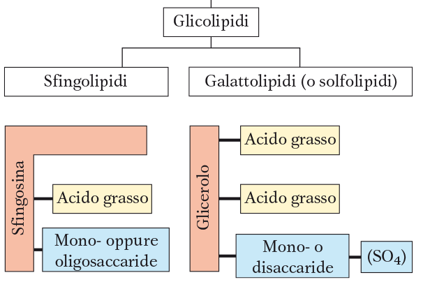 Classificazione dei lipidi Insaponificabili Glicolipidi Generalmente questi tipi di composti si possono trovare sulle membrane cellulari che si estendono dalla membrana fosfolipidica all'ambiente