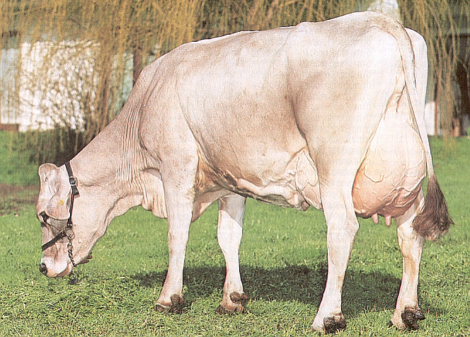 e peso elevati (vacche 6 7 q; tori 9 q); impostazione