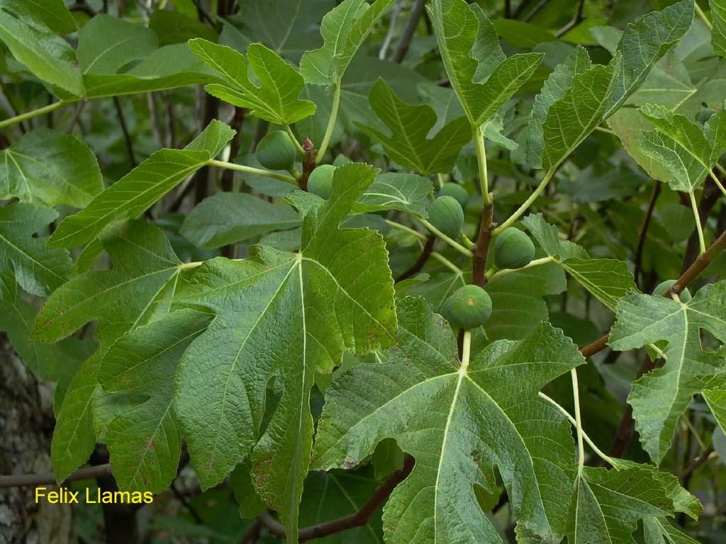 Nome volgare : Fico Nome scientifico : Ficus