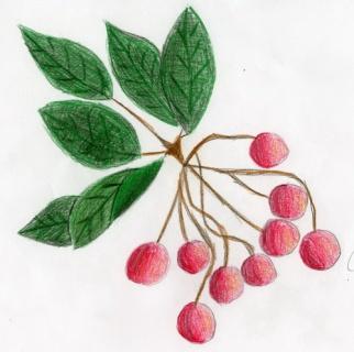 Nome volgare: Ciliegio Nome scientifico: Prunus avium
