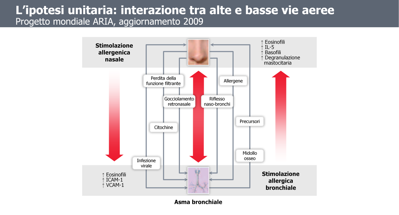 Negli anni recenti si sono approfondite le conoscenze relative all esistenza di correlazioni tra vie aeree superiori e inferiori relativamente ad affezioni come quelle allergiche che interessano, in