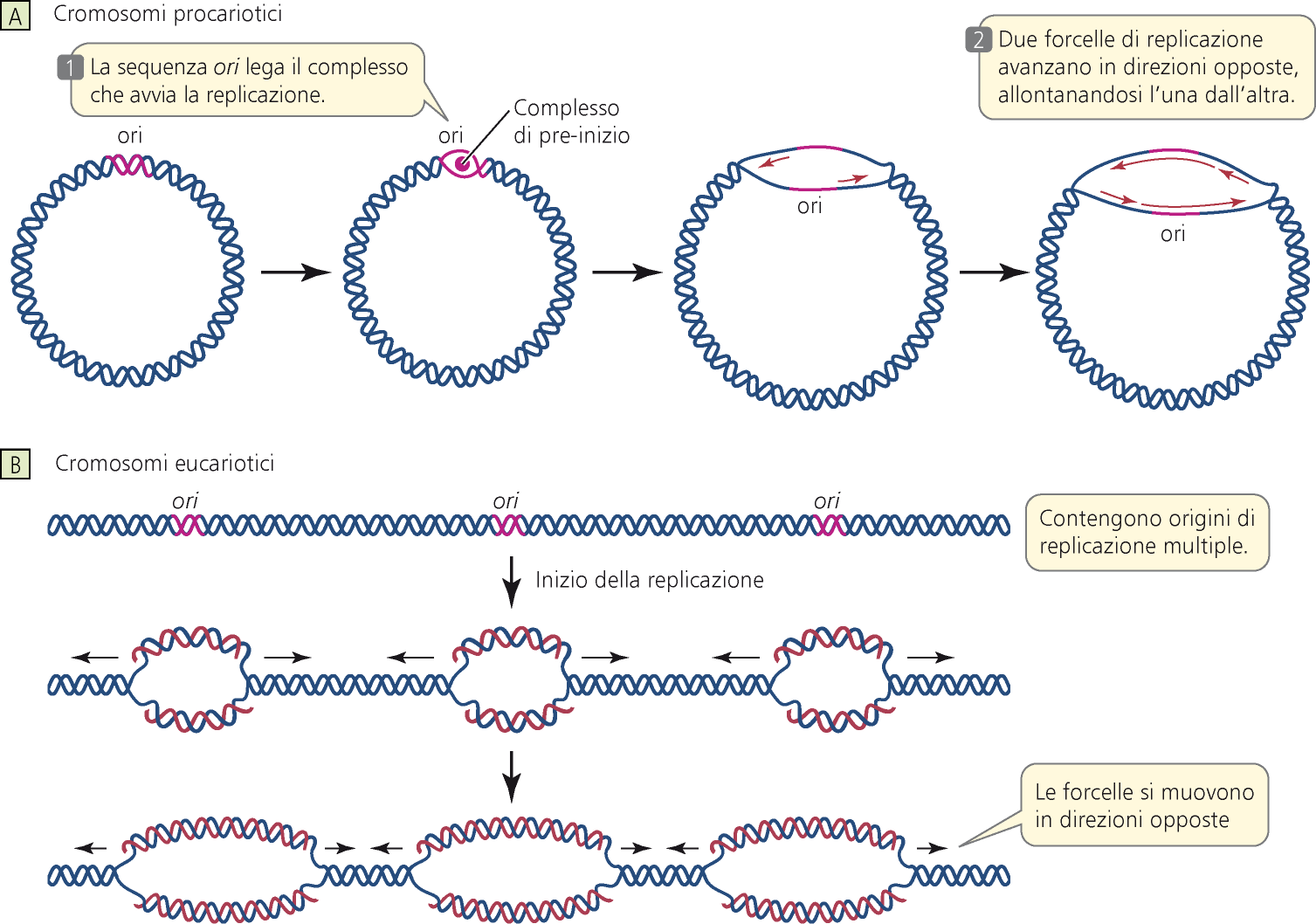 - I procarioti hanno 1 cromosoma e 1 origine di replicazione - Nei cromosomi eucariotici