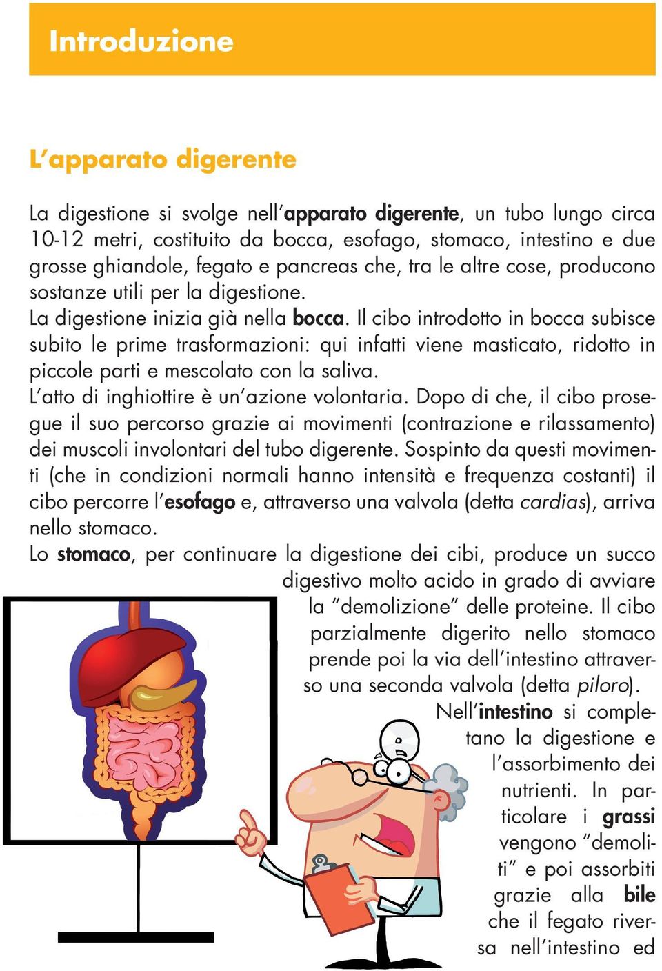 Il cibo introdotto in bocca subisce subito le prime trasformazioni: qui infatti viene masticato, ridotto in piccole parti e mescolato con la saliva. L atto di inghiottire è un azione volontaria.