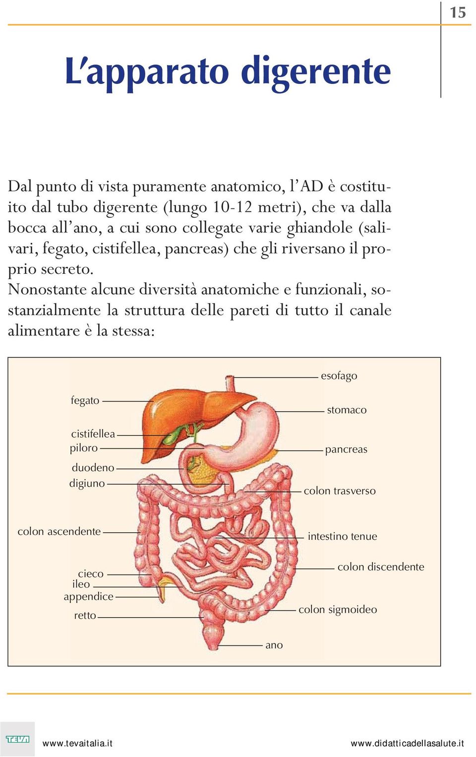 Nonostante alcune diversità anatomiche e funzionali, sostanzialmente la struttura delle pareti di tutto il canale alimentare è la stessa: esofago