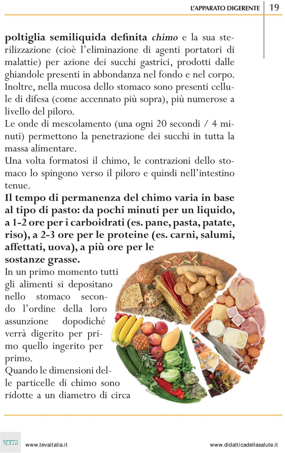 Inoltre, nella mucosa dello stomaco sono presenti cellule di difesa (come accennato più sopra), più numerose a livello del piloro.