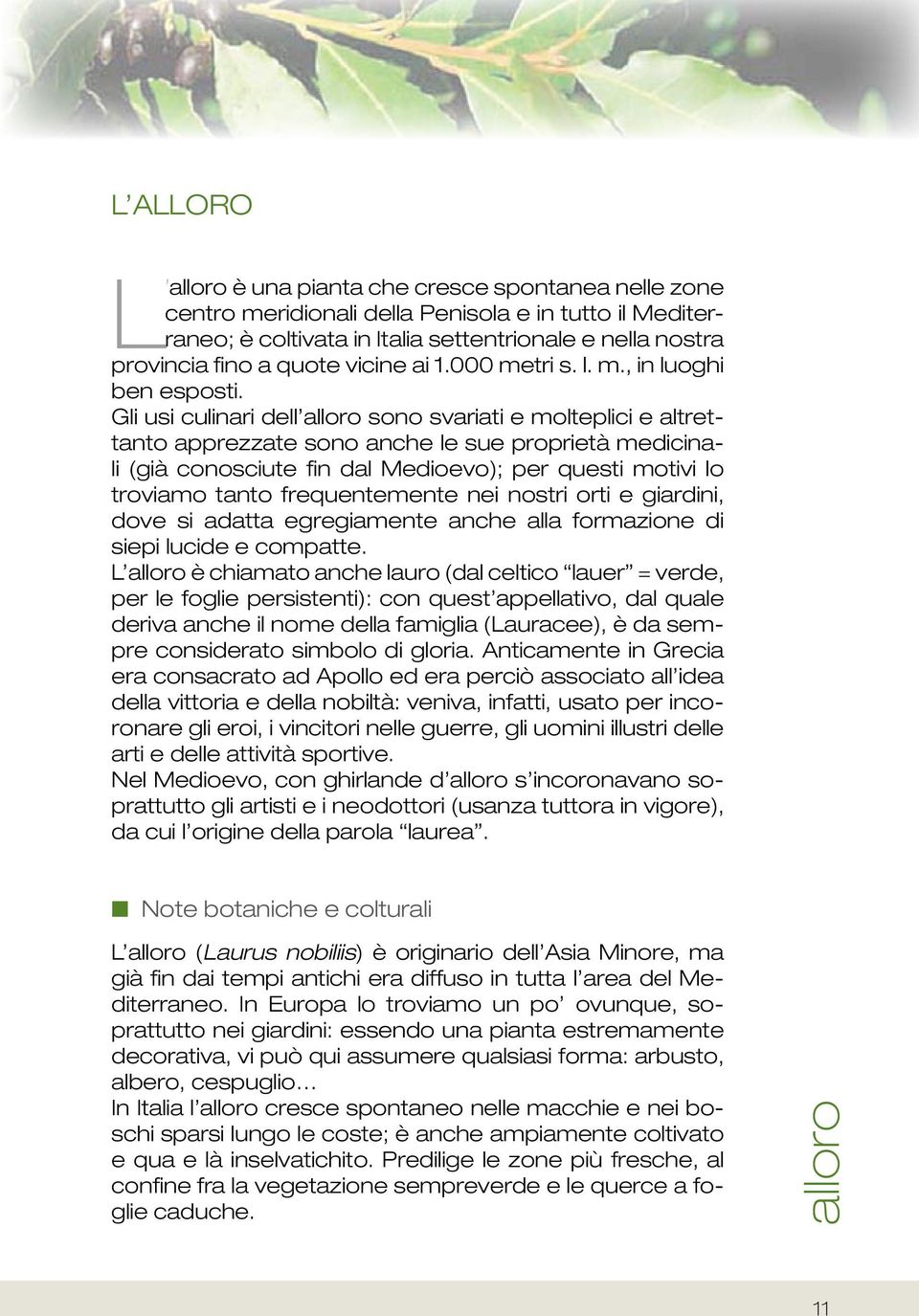 Gli usi culinari dell alloro sono svariati e molteplici e altrettanto apprezzate sono anche le sue proprietà medicinali (già conosciute fin dal Medioevo); per questi motivi lo troviamo tanto