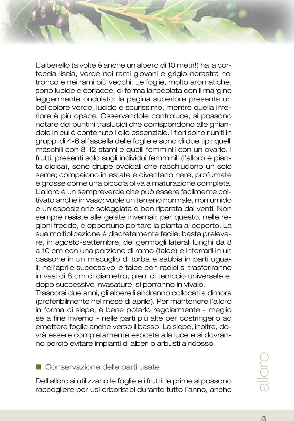 inferiore è più opaca. Osservandole controluce, si possono notare dei puntini traslucidi che corrispondono alle ghiandole in cui è contenuto l olio essenziale.