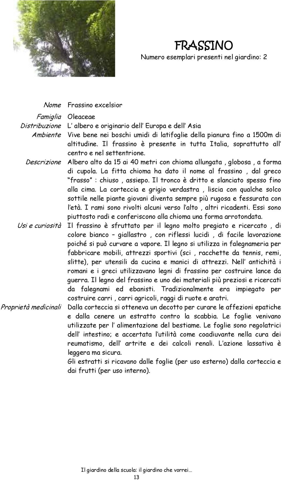 Descrizione Albero alto da 15 ai 40 metri con chioma allungata, globosa, a forma di cupola. La fitta chioma ha dato il nome al frassino, dal greco frasso : chiuso, assiepo.