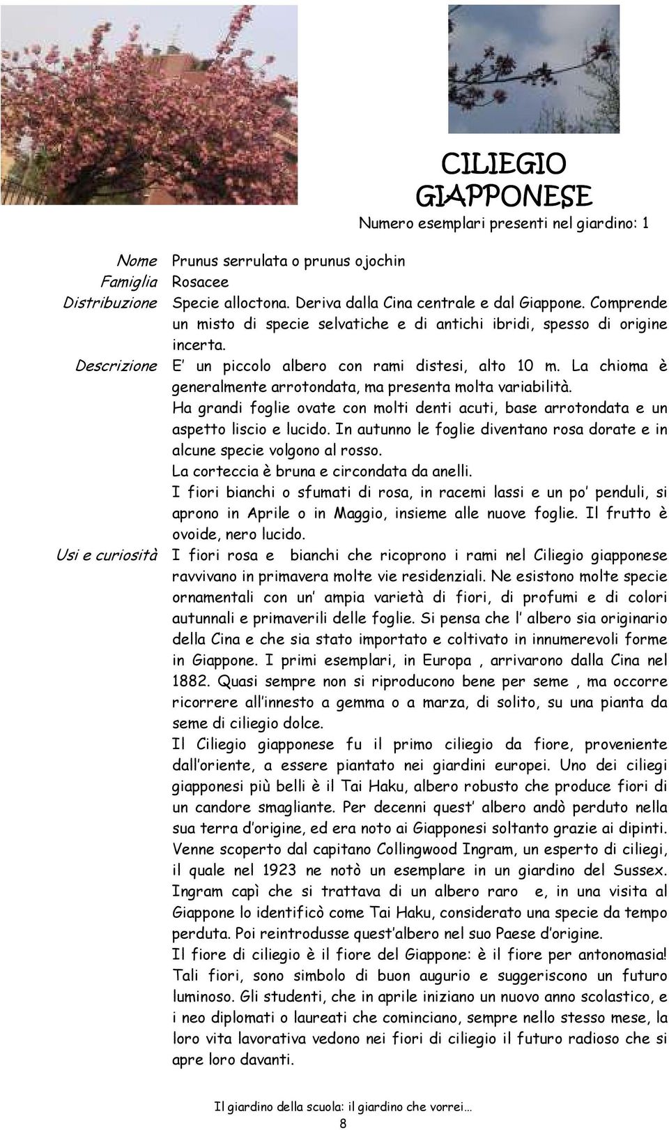 La chioma è generalmente arrotondata, ma presenta molta variabilità. Ha grandi foglie ovate con molti denti acuti, base arrotondata e un aspetto liscio e lucido.