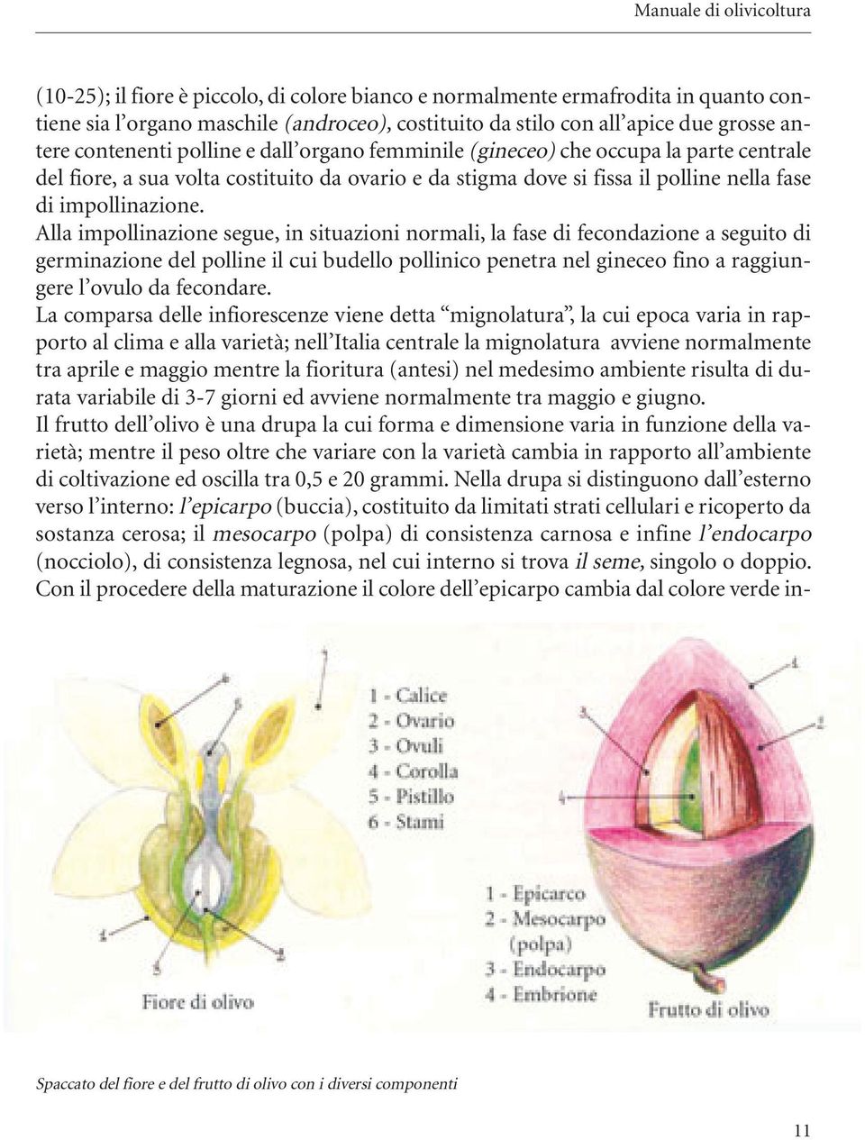 Alla impollinazione segue, in situazioni normali, la fase di fecondazione a seguito di germinazione del polline il cui budello pollinico penetra nel gineceo fino a raggiungere l ovulo da fecondare.