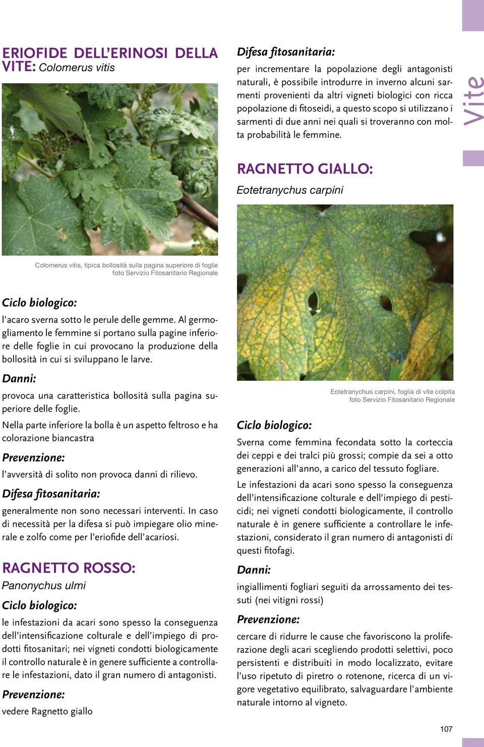 Vite Ragnetto giallo: Eotetranychus carpini Colomerus vitis, tipica bollosità sulla pagina superiore di foglie foto Servizio Fitosanitario Regionale l acaro sverna sotto le perule delle gemme.