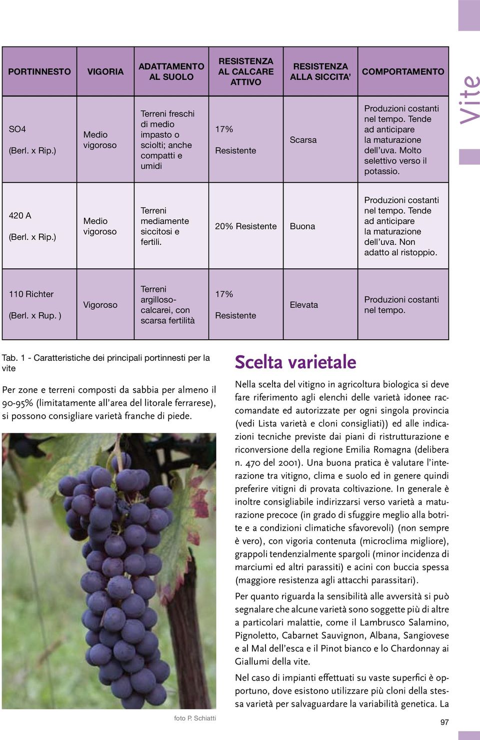 COMPORTAMENTO Produzioni costanti nel tempo. Tende ad anticipare la maturazione dell uva. Molto selettivo verso il potassio. Vite 420 A (Berl. x Rip.