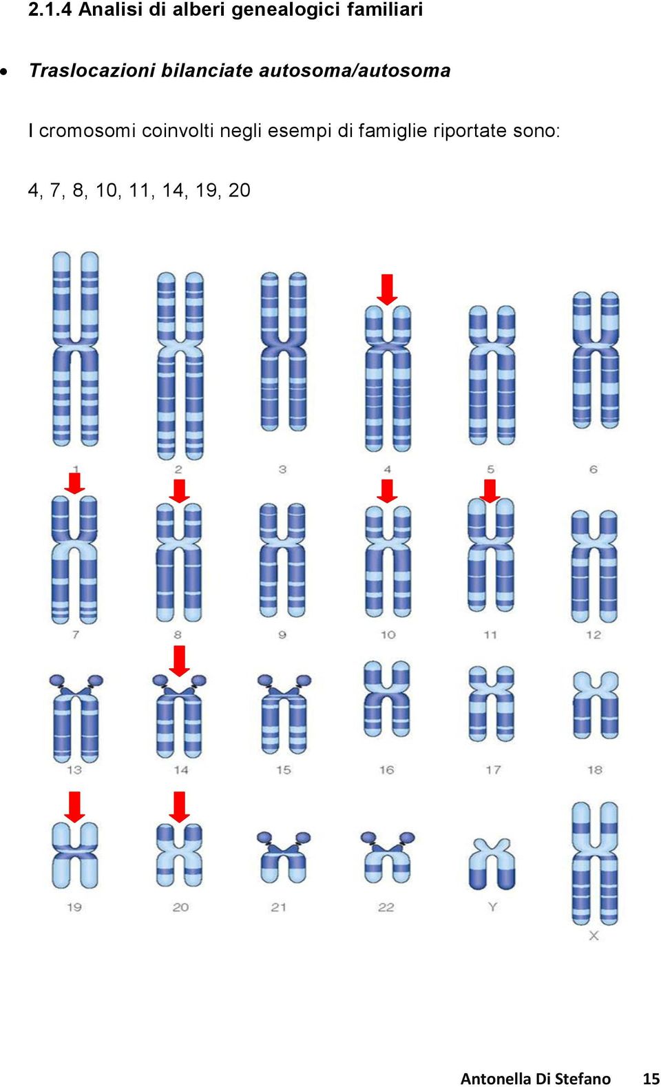 cromosomi coinvolti negli esempi di famiglie